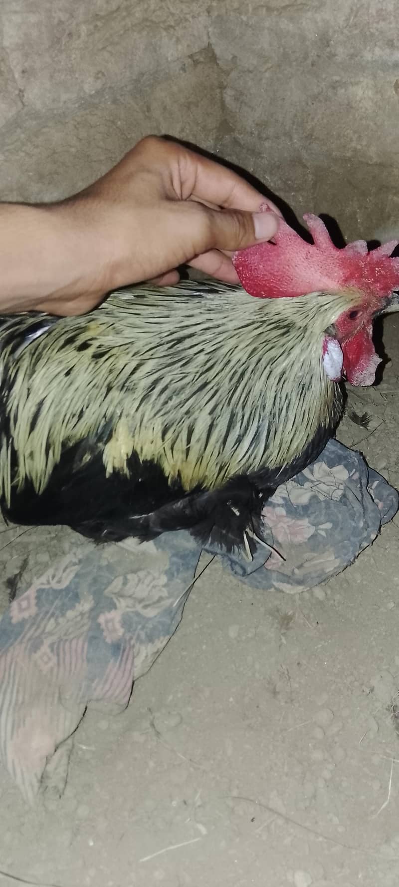 bantam hen 4