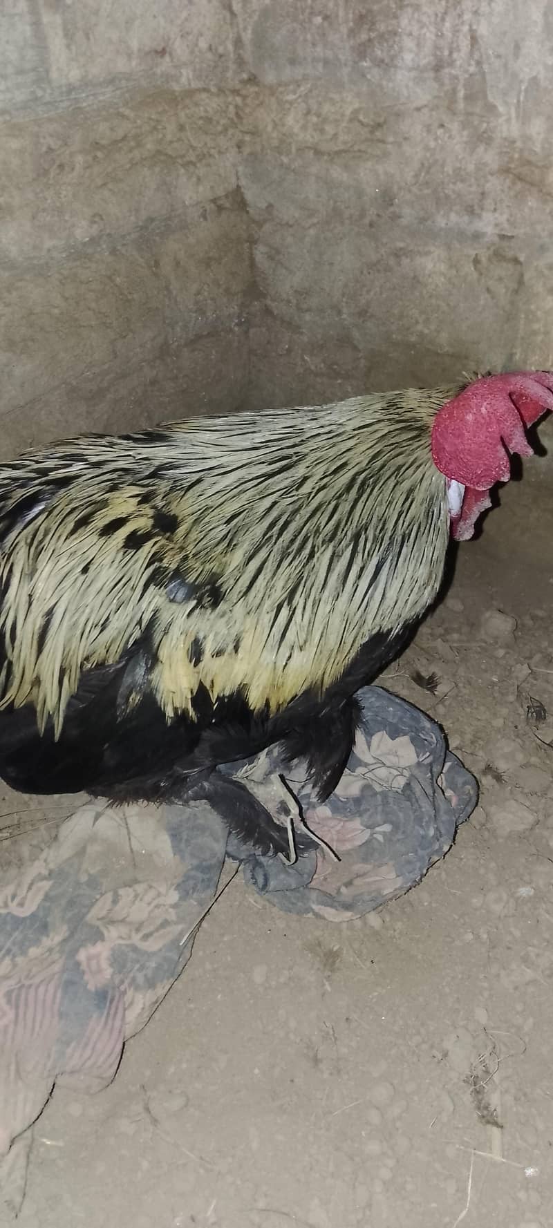 bantam hen 5