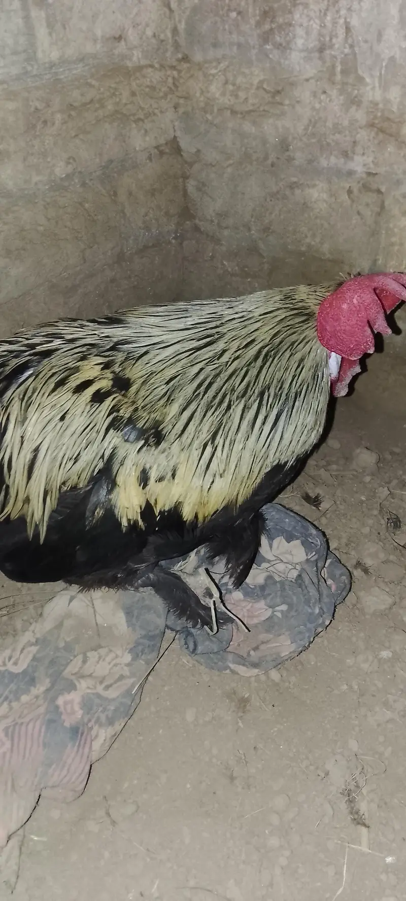 bantam hen — photo 6