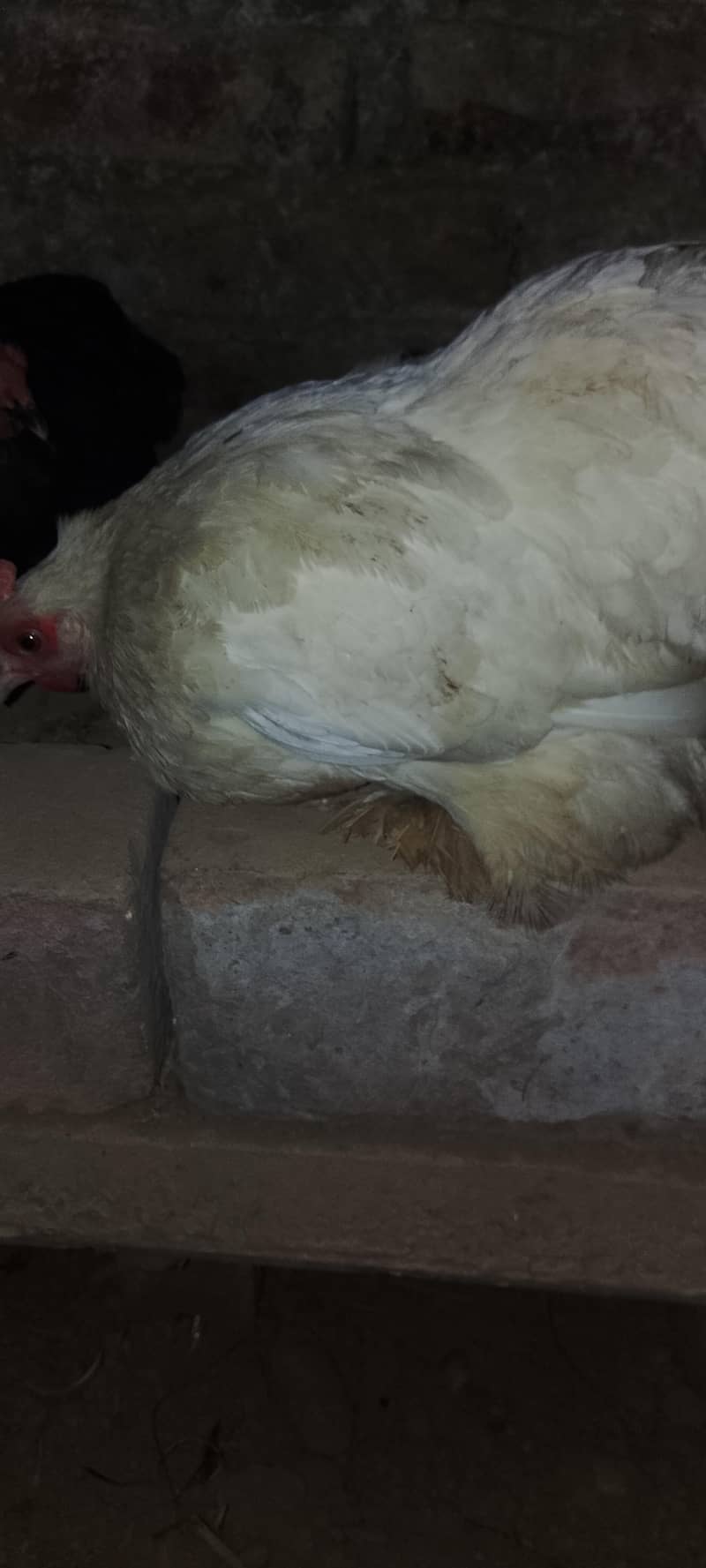 bantam hen 6