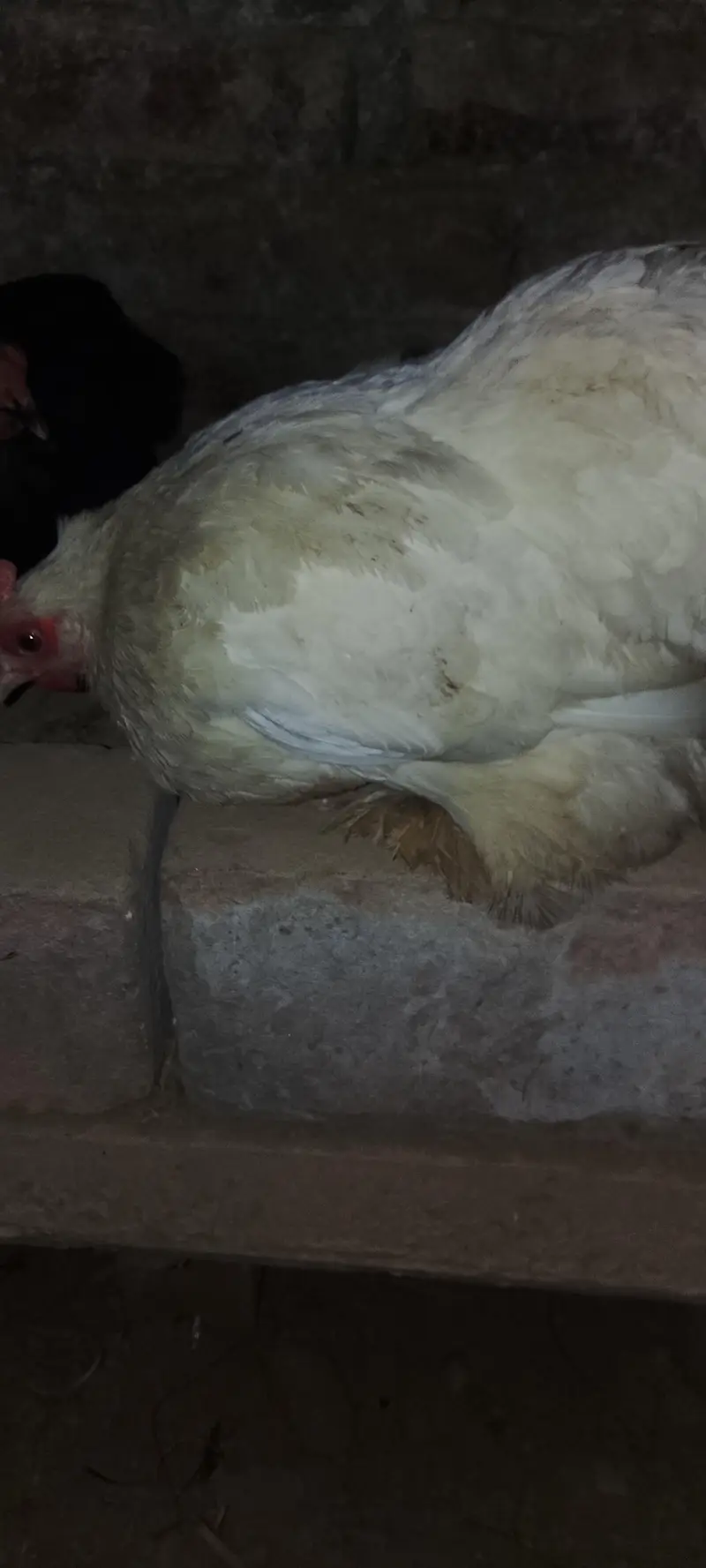 bantam hen — photo 7