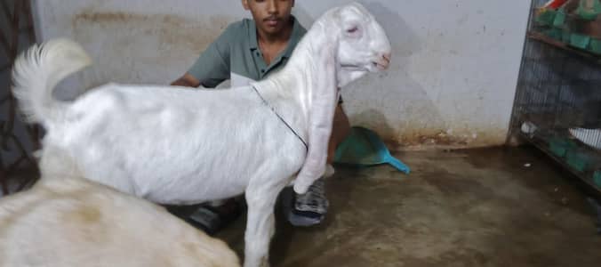 munda gulabi bacha