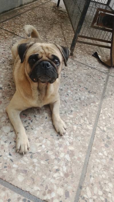 mayloo