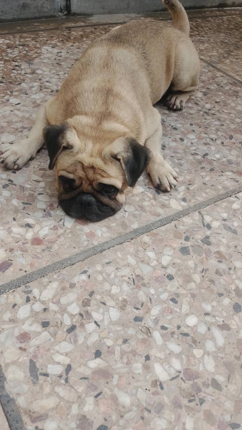 mayloo 1