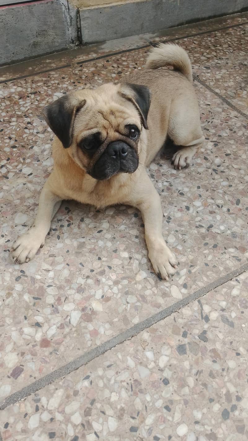 mayloo 2