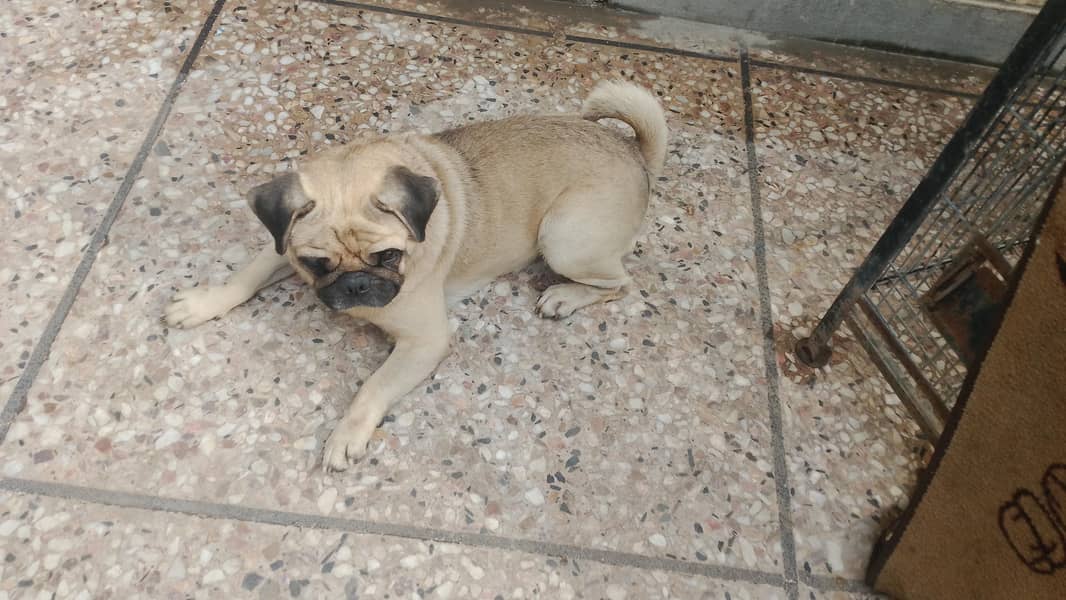 mayloo 3