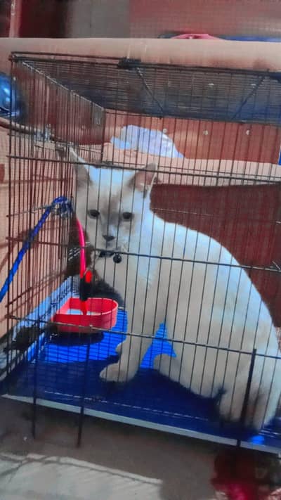 Friendly Cat Looking For New Home