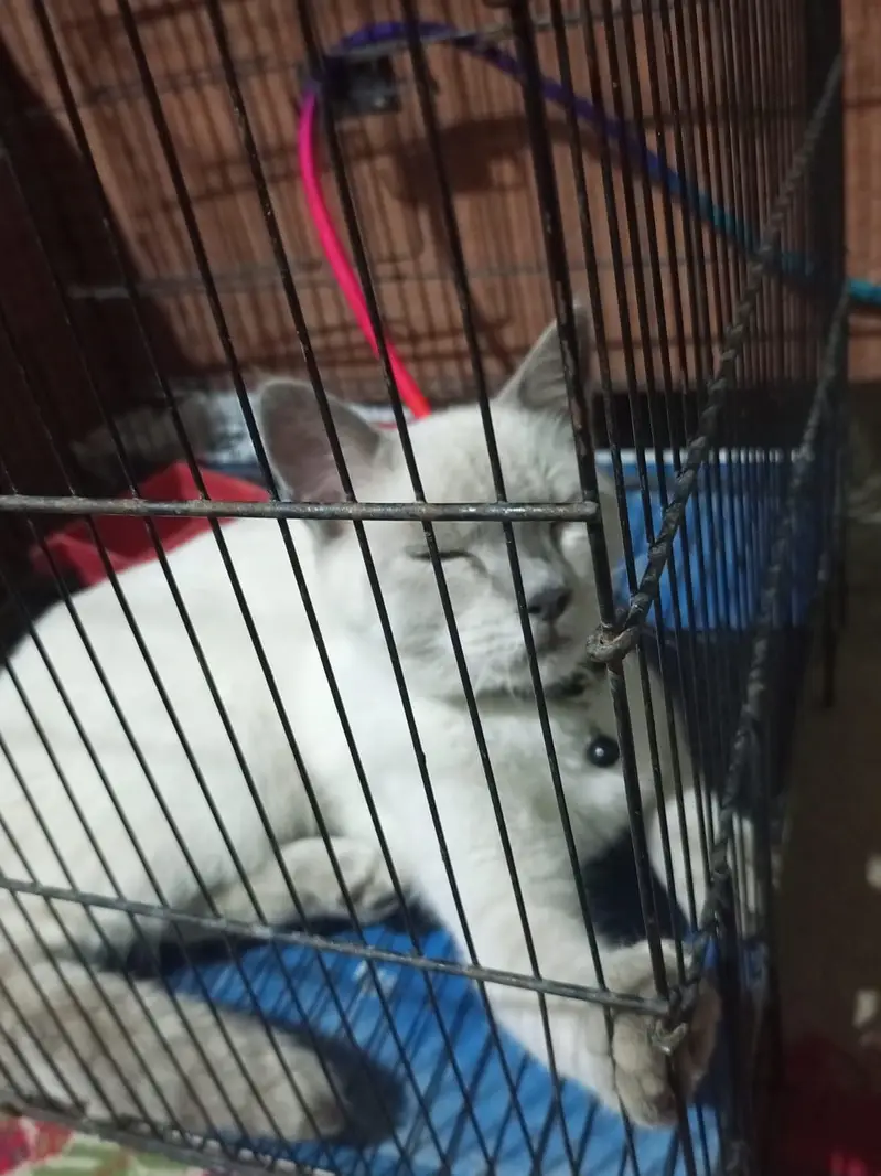 Friendly Cat Looking For New Home — photo 2