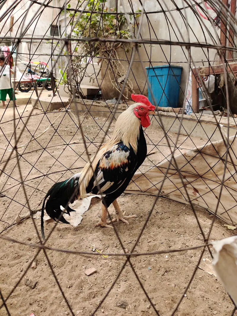 Aseel miawali murgha — photo 2