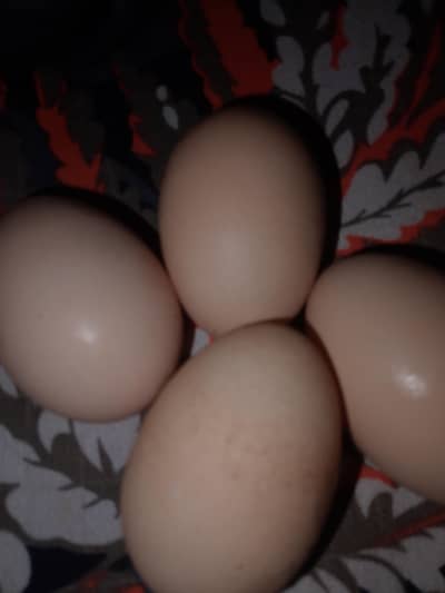 Khalis Desi eggs