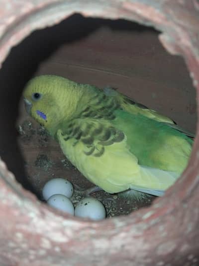 urgent sale 2pairs with cage,nest boxs and eggs