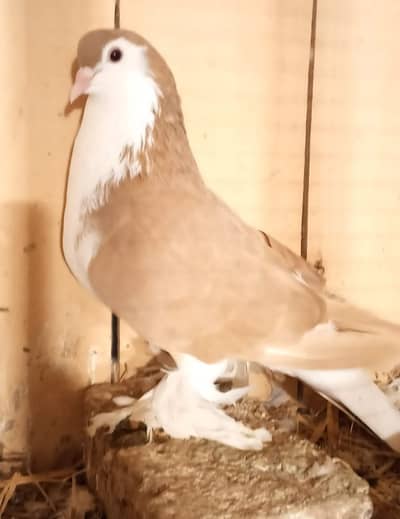 German Sherazi birds available for sale