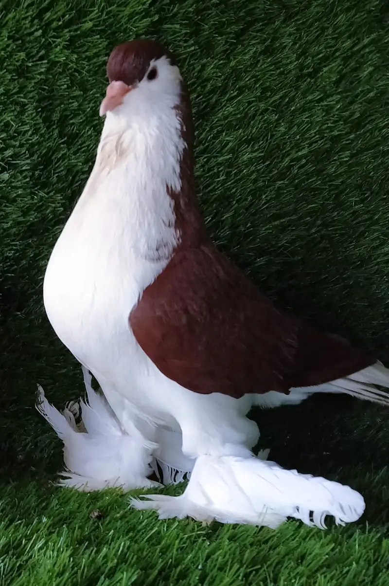 German Sherazi birds available for sale — photo 2