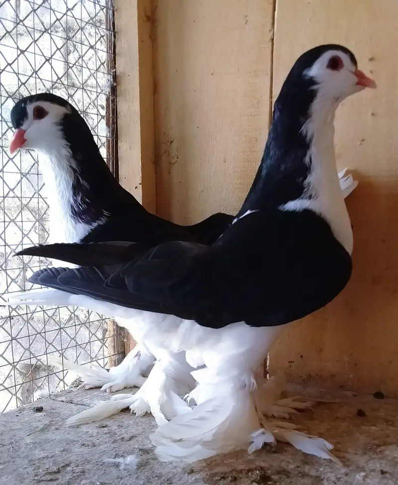 German Sherazi birds available for sale — photo 3
