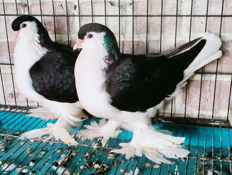 German Sherazi birds available for sale — photo 4