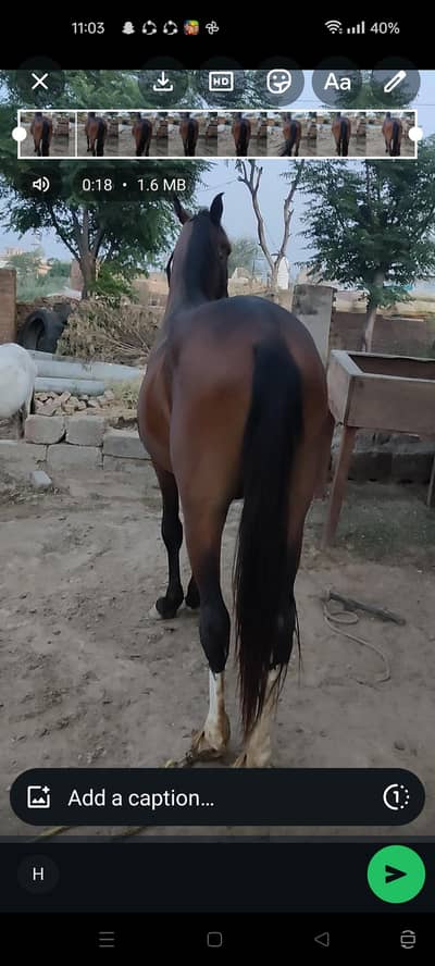 beautiful horse