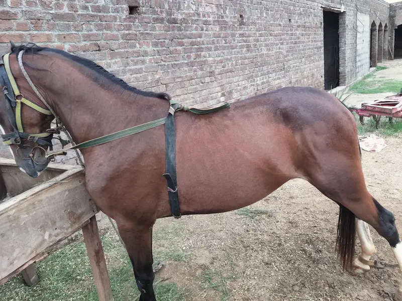 beautiful horse — photo 2