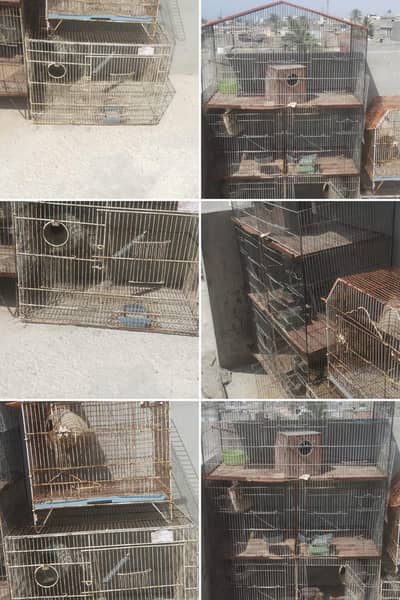 cage birds