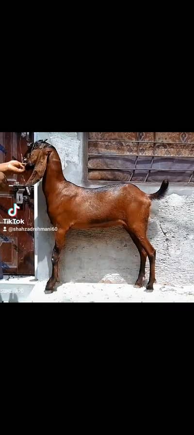 2 nagray bakray ghbn female call number 03046610734