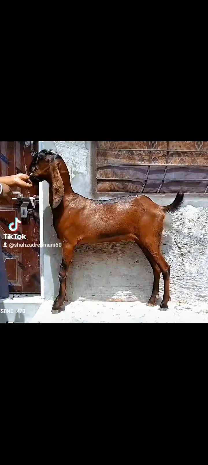 2 nagray bakray ghbn female call number 03046610734 — photo 2