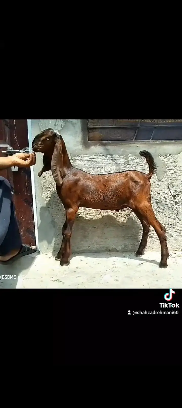 2 nagray bakray ghbn female call number 03046610734 — photo 5