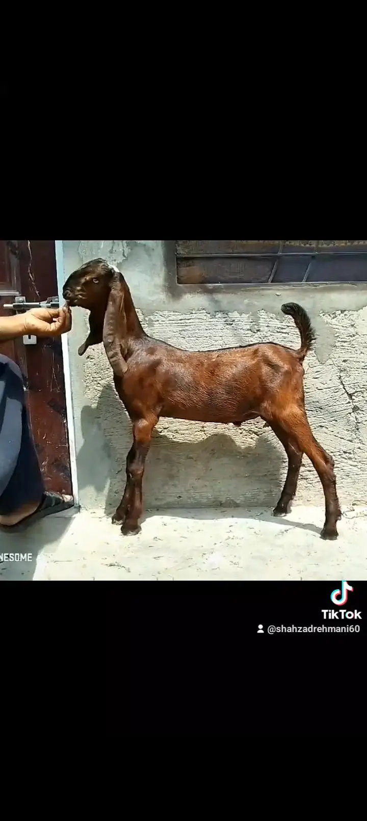2 nagray bakray ghbn female call number 03046610734 — photo 6