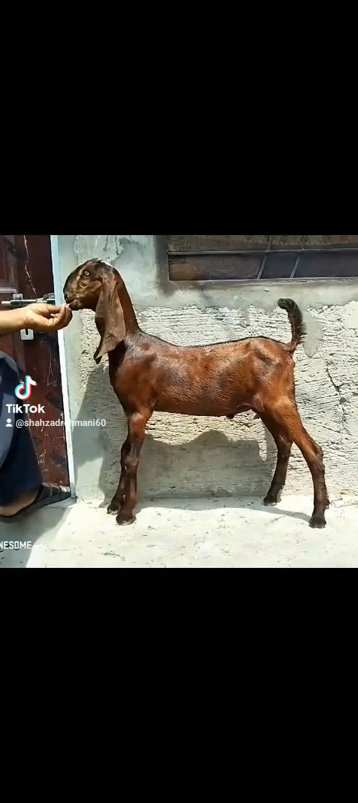 2 nagray bakray ghbn female call number 03046610734 — photo 7