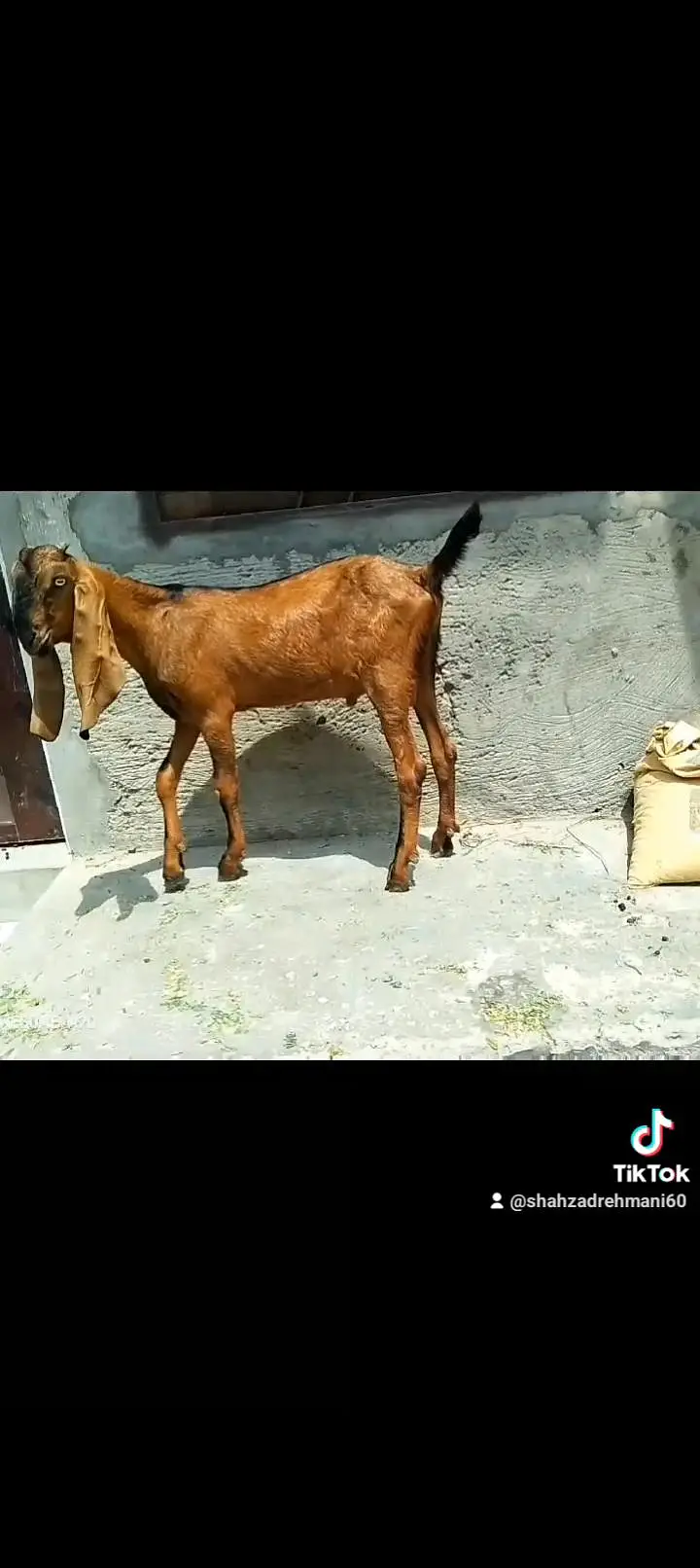 2 nagray bakray ghbn female call number 03046610734 — photo 8