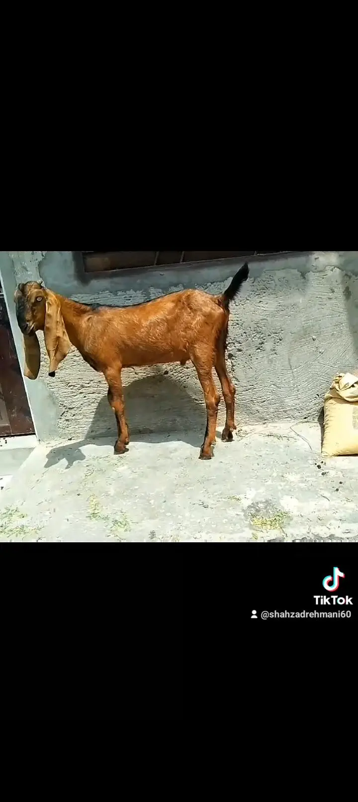 2 nagray bakray ghbn female call number 03046610734 — photo 9