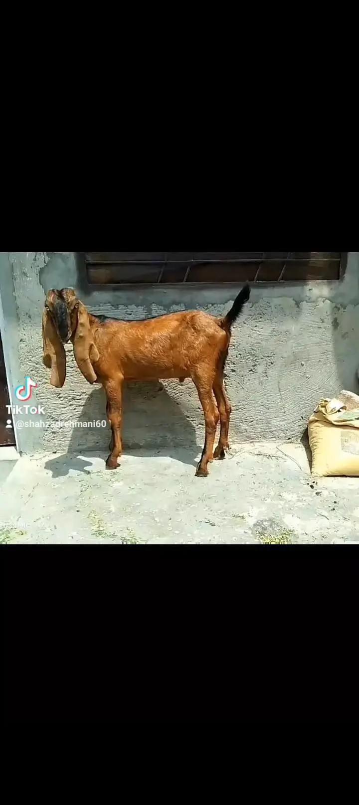 2 nagray bakray ghbn female call number 03046610734 — photo 11