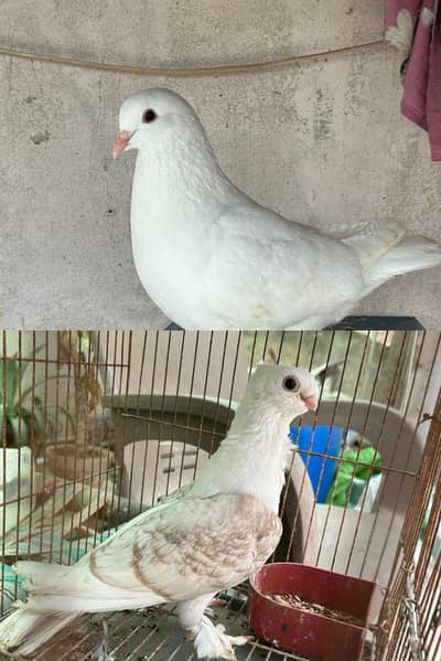 King female/ sentient male pigeon/kabootar for sale