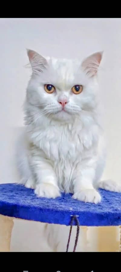 White Persian Male for sale