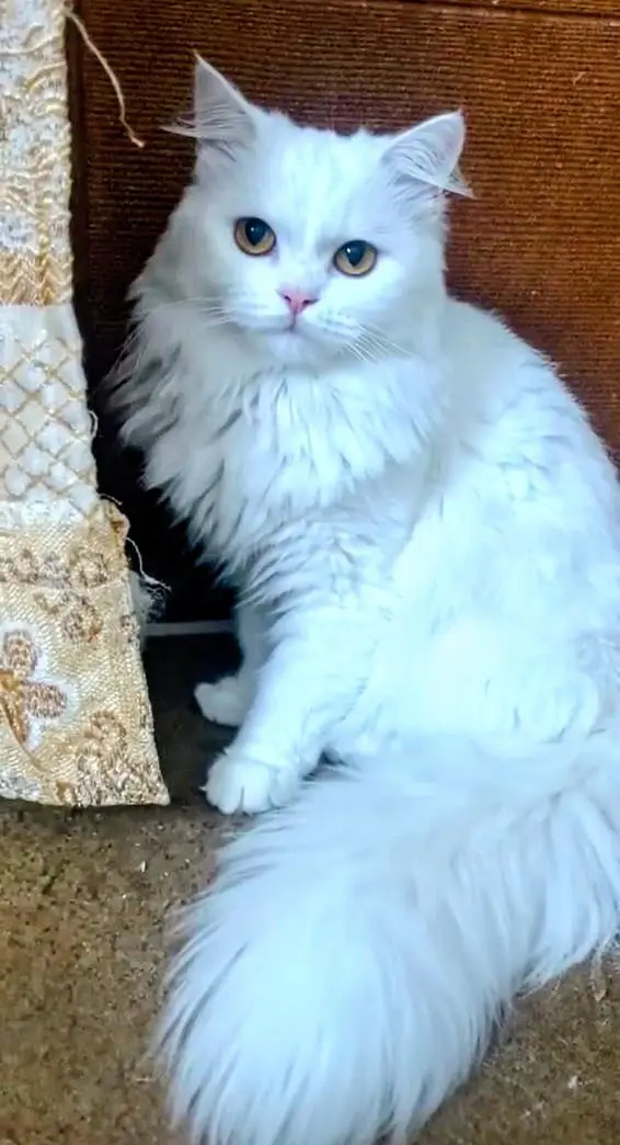 White Persian Male for sale — photo 2