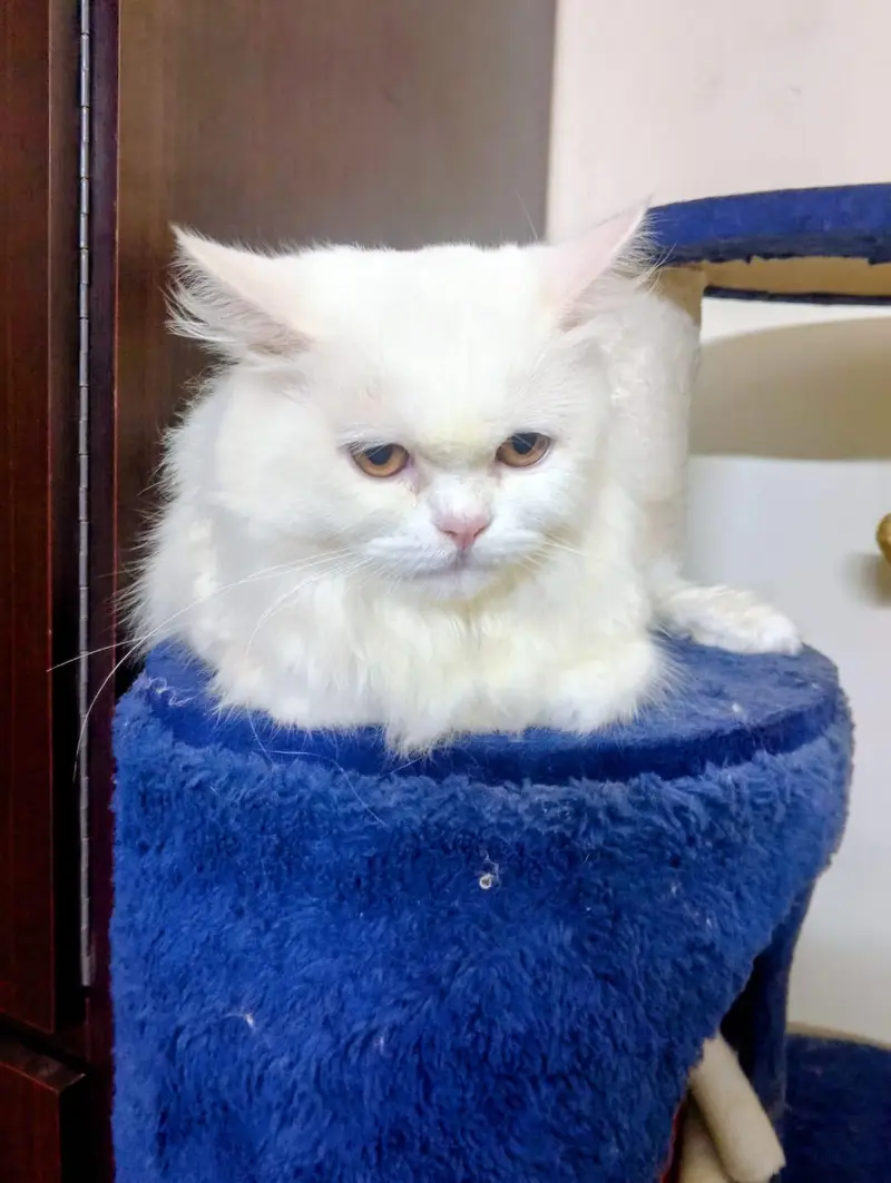 White Persian Male for sale — photo 3