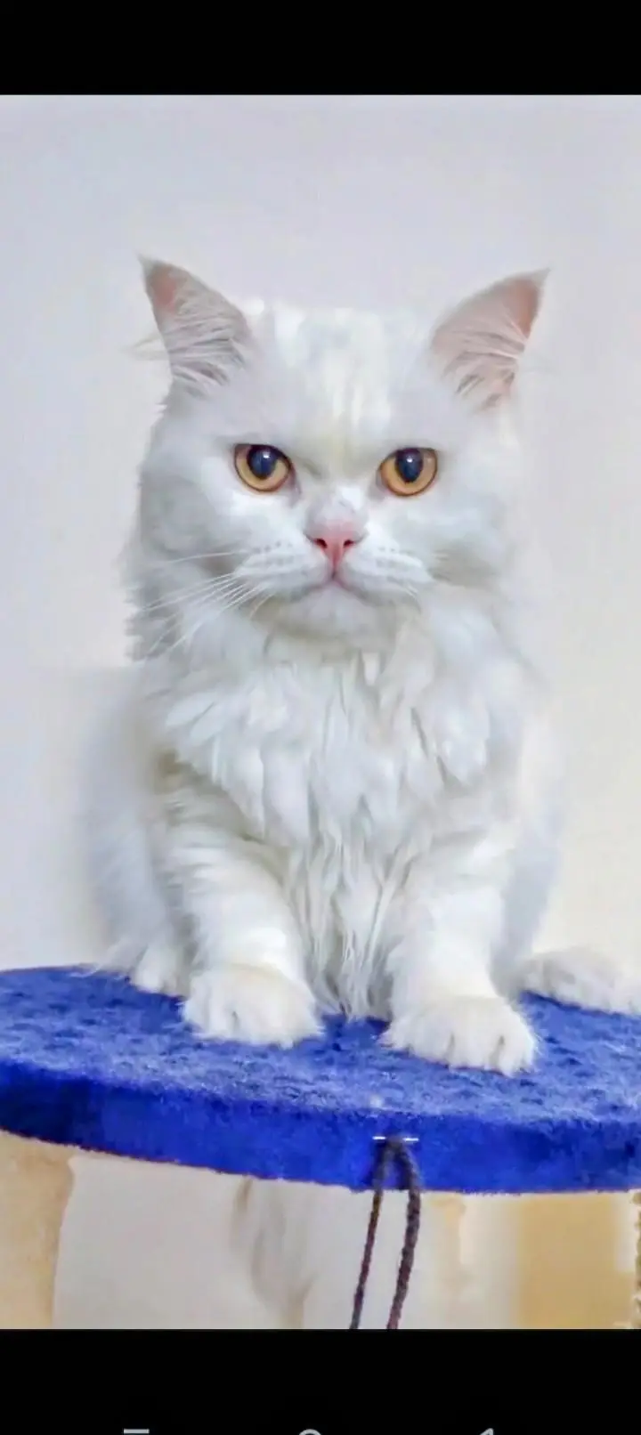 White Persian Male for sale — photo 5