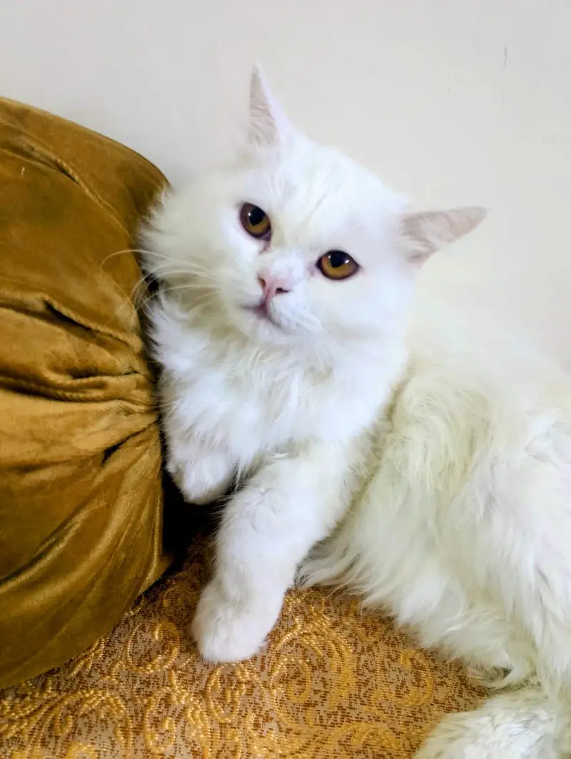 White Persian Male for sale — photo 7