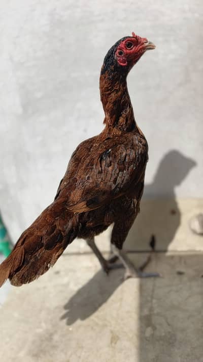 Barmi. . panas pakoya