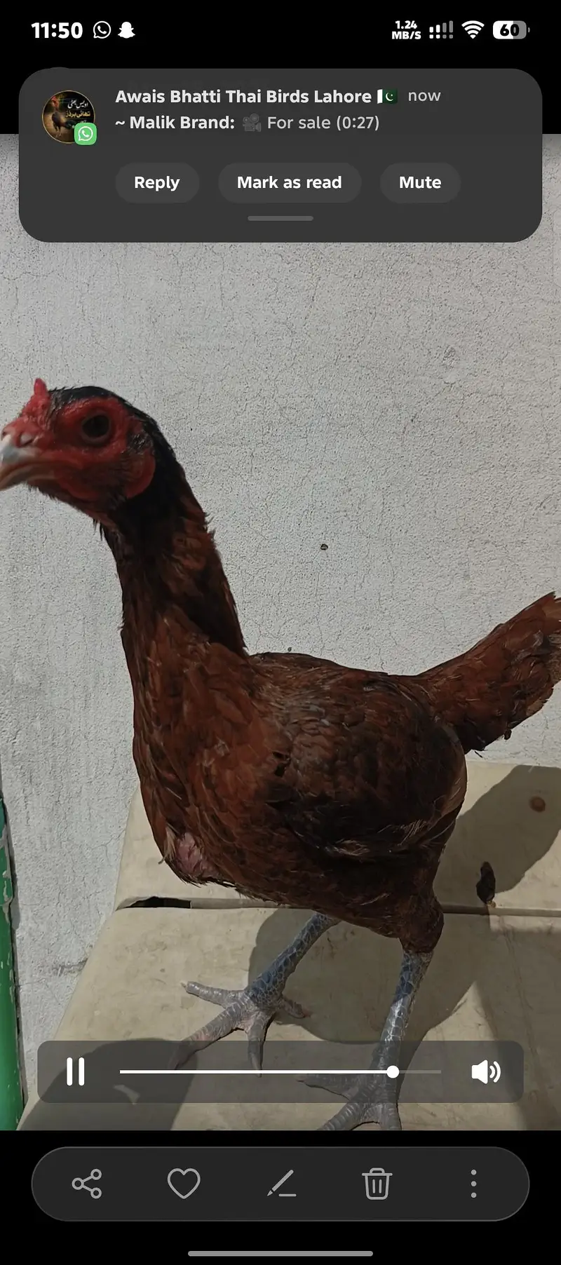 Barmi. . panas pakoya — photo 4
