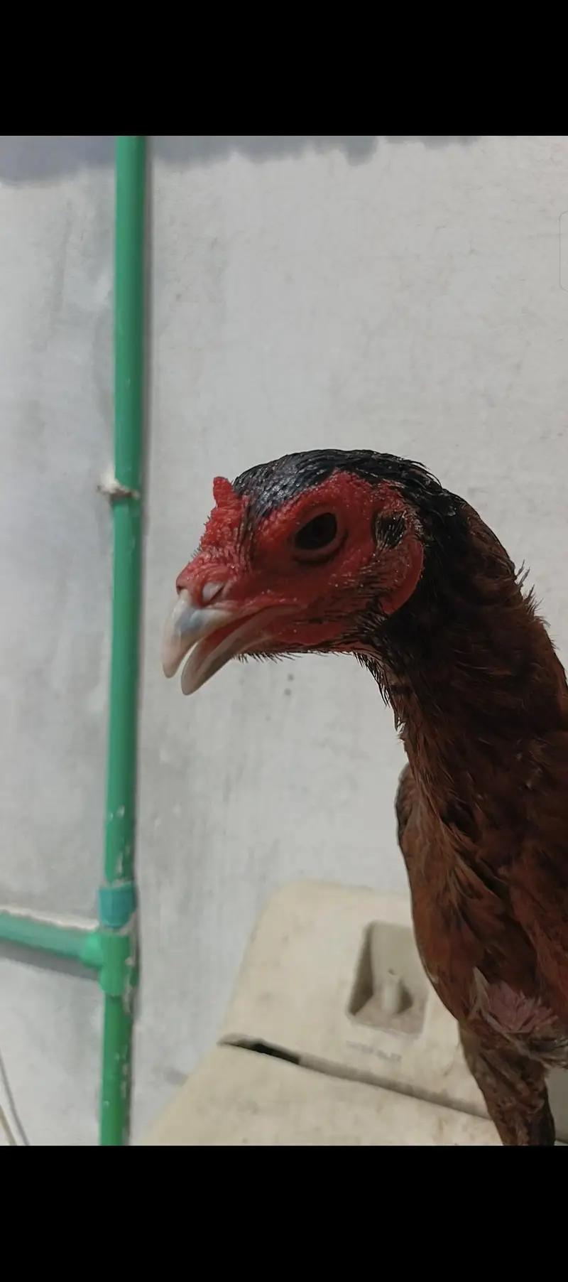 Barmi. . panas pakoya — photo 5