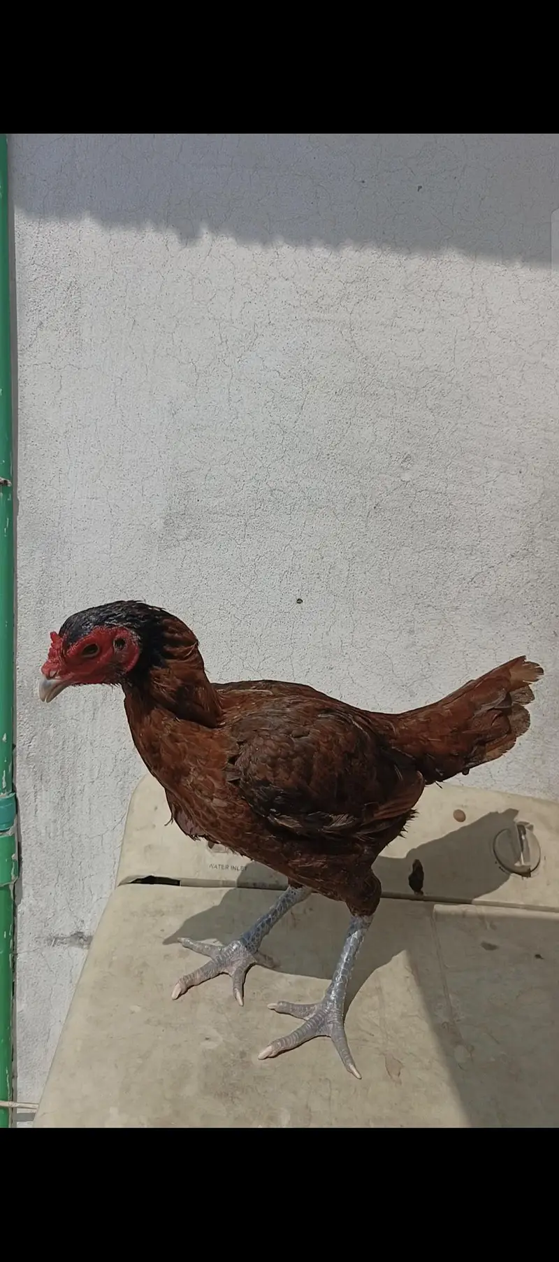 Barmi. . panas pakoya — photo 6
