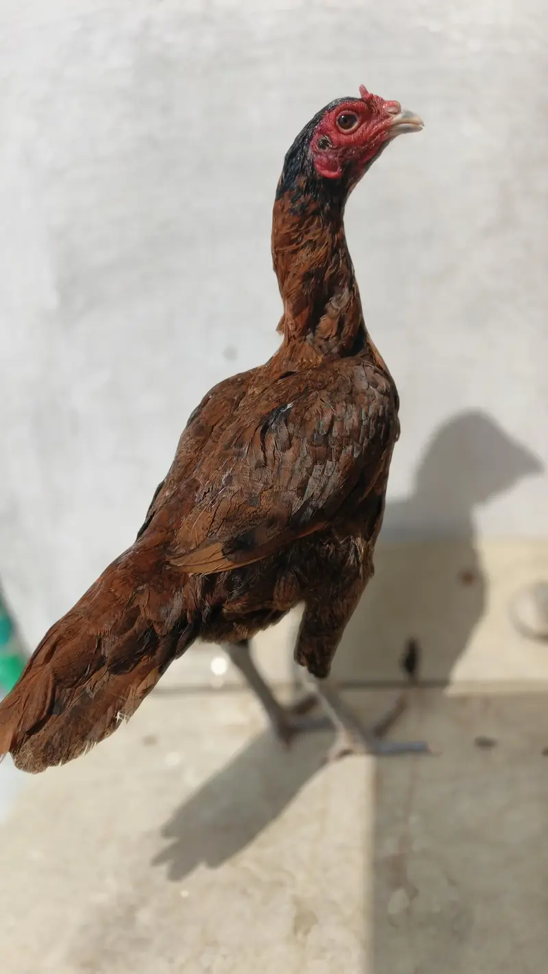 Barmi. . panas pakoya — photo 9