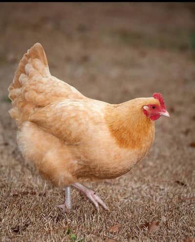 Australian hen top quality