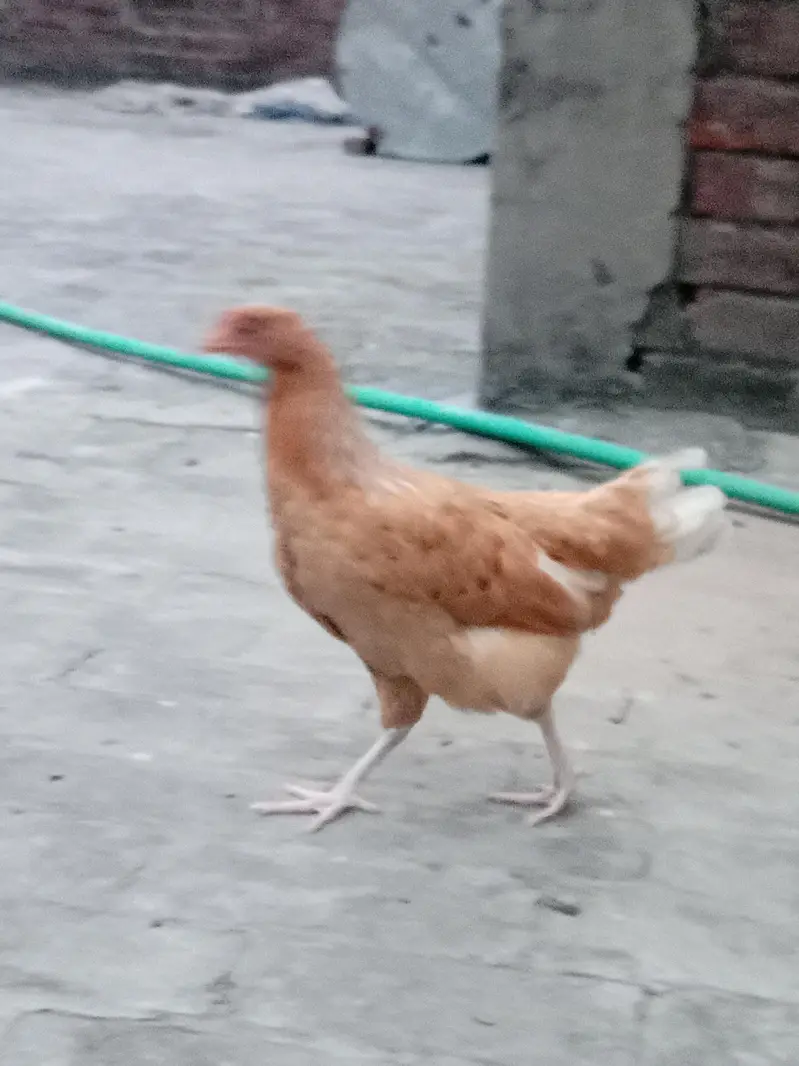 Australian hen top quality — photo 4