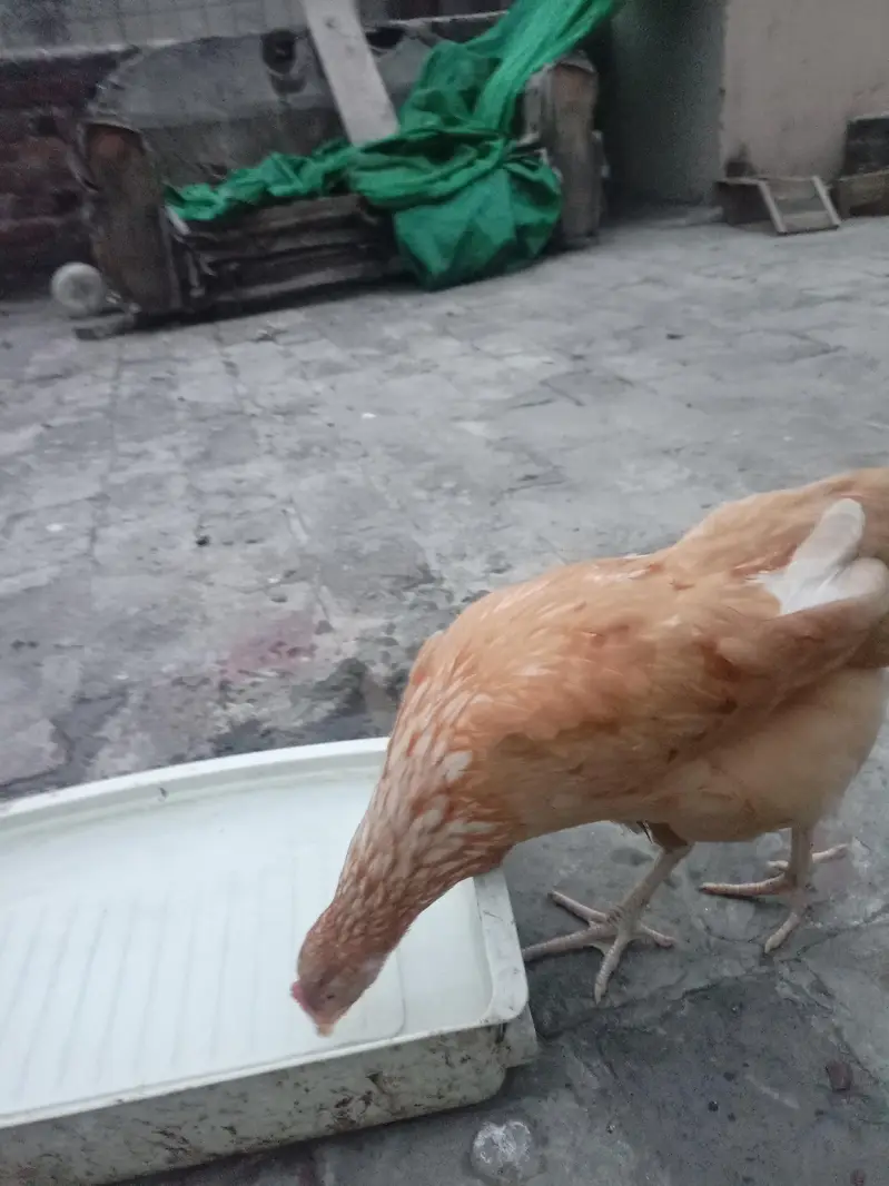 Australian hen top quality — photo 7