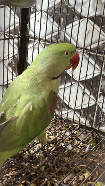 Raw parrot for sale
