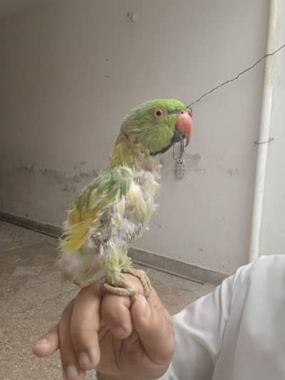 green parrot for sale