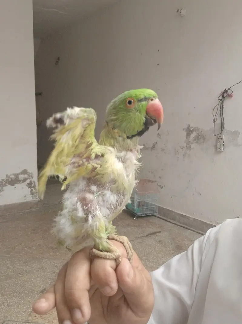 green parrot for sale — photo 2