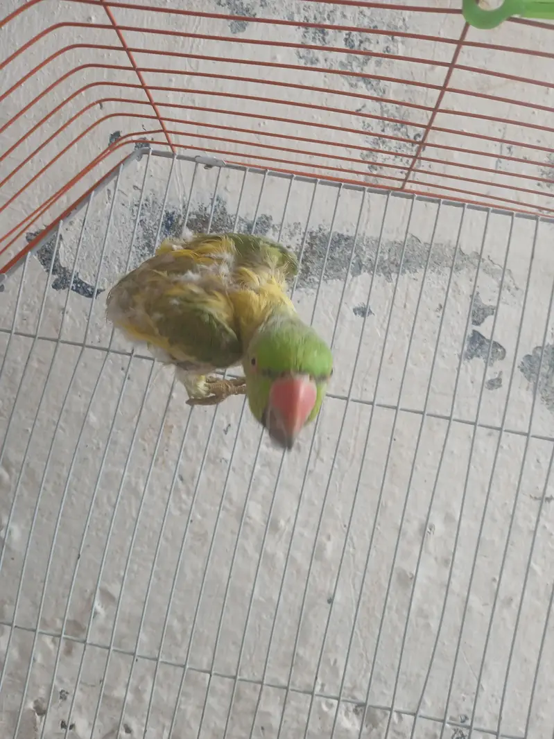 green parrot for sale — photo 3