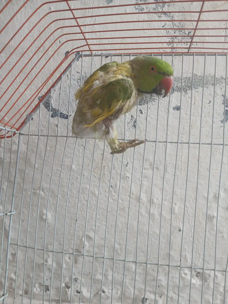 green parrot for sale — photo 4