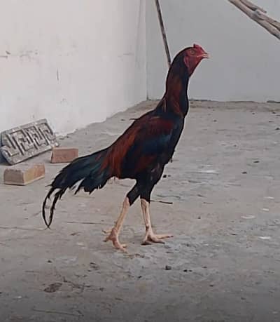 For sale